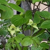 学生生活の記憶（638）：ヤマボウシ（山法師）-Cornus kousa-  “Kousa dogwood”