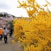 福島・花見山の風景