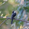 2022.12　リュウキュウサンショウクイ・カシラダカ (Ryukyu minivet, Rustic bunting)