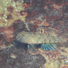 紀伊半島の淡水魚図鑑No. 11　ヒナハゼ