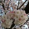 千葉県 佐倉城址公園 紅葉 見ごろ時期は？