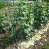 キュウリ　摘葉と整枝