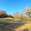 今年も小牧野遺跡（青森市）の季節がやってきました❗️