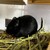 くろごまあん二世 538日目