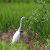 路傍のチュウダイサギ