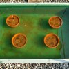 【アクアリウム】春なのでビオトープの掃除と植物の植え替えをしてみた