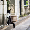 よそねこ