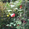 アブチロン（ウキツリボク）旺盛に咲く