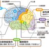 てんかんは危ないのか？