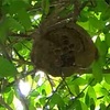スズメバチの巣を見つけてしまいました。2022.06.01（その後のこと追記あり）