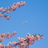 河津桜をぼかし航空機を撮影しました