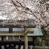 吉田神社・祖霊社と参道のヤマザクラ