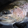 一分に一匹釣れる釣り。