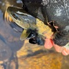 鮎解禁の混雑を回避！　激戦区を避けて大鱒を釣る戦略