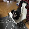 まろにー570日目