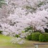 トキワ公園の桜