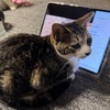 本物のラスカル！