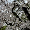 桜　忘備録　ぽちぽち満開篇