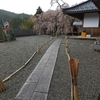 しだれ桜@久万高原町 法連寺