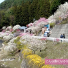 天竜川から陣馬形山麓「西光のしだれ桜」旧秋葉街道　ゼロ磁場＆秘水　三峰川原でランチ&コーヒーブレイク　^^!