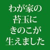 苔玉にオレンジ色のキノコが生えた！復活を願い対策したよ