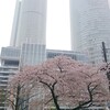 名古屋の桜は終わりかな