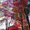  つくばの紅葉