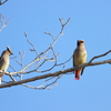 ヒレンジャク・ツバメ・トラツグミ・ミコアイサ・シメ・ハイタカ・カワセミ(大阪城野鳥探鳥20230319 5:55-12:40)