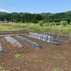 チャレンジ畑で『夏野菜の定植』