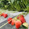 完熟いちご🍓狩り情報5月16日(木)開園日です‼️