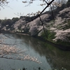 千鳥ヶ淵の桜🌸🌸🌸