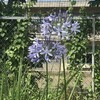 Agapanthus