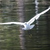 手賀沼公園を飛ぶコサギ