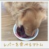 犬は鹿肉が大好き！鹿肉の栄養とは？