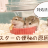 ハムスターが便秘したときの対処法は？腸閉塞との違いも解説