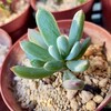 🌵多肉植物  葉脈が綺麗な万宝  他🌵