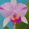 Cattleya quadricolor  splash `Senkho'