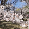 京都市春の観光　地元民の隠れスポット　お花見してきました！