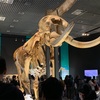 【博物館】大哺乳類展２に行ってきた。上野のパンダもあるよ🐼