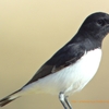 Variable Wheatear カワリサバクヒタキ ( インドの鳥その94)