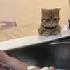 皿洗いを見守る猫
