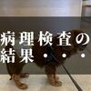 愛犬コジロウ、病理検査の結果と治療費用は・・・【前立腺ガンを克服するの章】