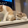 雨田甘夏、ほぼ犬です。【猫とガムとおしゃぶり事情】