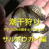 潮干狩り　アサリ以外の貝をとってみよう！サルボウガイ編【採り方・食べ方・特徴を徹底解説】