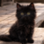 黒猫（１）