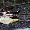 アカミノフウチョウ Wilson's Bird of Paradise 1