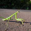 公園の小さな秋