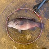能登半島でまさかの魚種が...！？【2025.5.6】