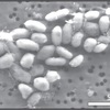 ヒ素細菌のDNAにはヒ素がなかったーライバル研究者らが発表