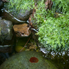 アズマヒキガエル Bufo japonicus formosus